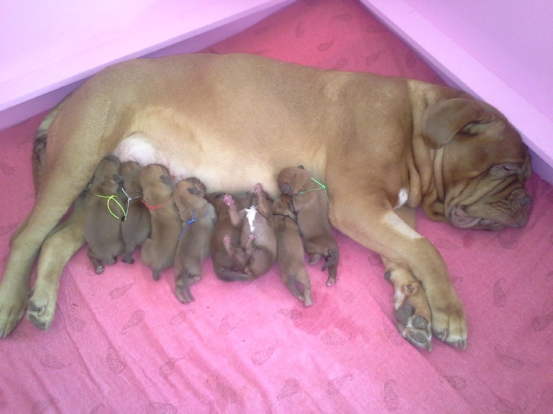 De La Demeure De Taz - Dogue de Bordeaux - Portée née le 07/12/2013