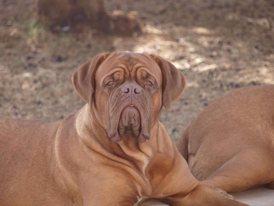 CH. Lady lune De La Demeure De Taz